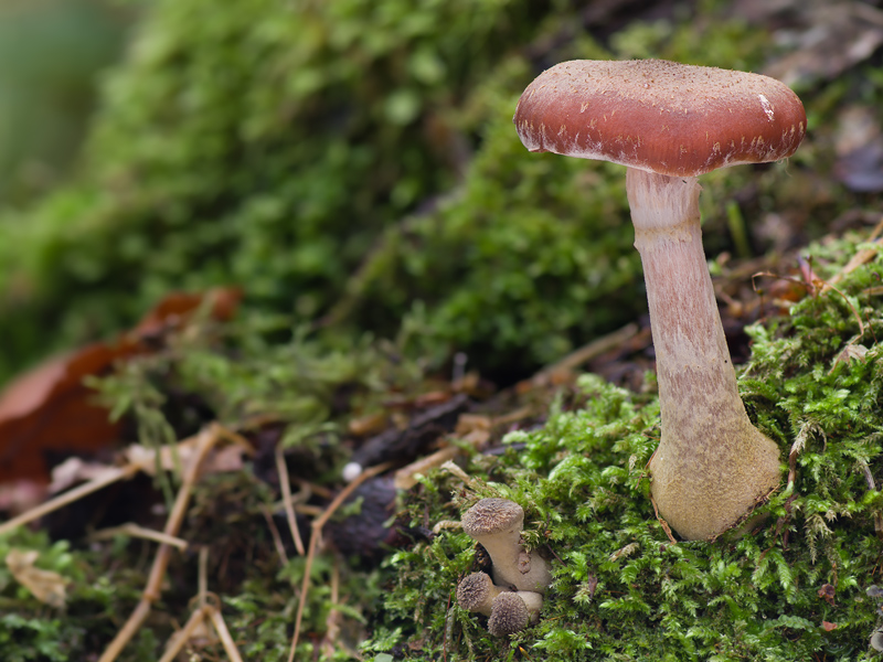 Armillaria cepistipes